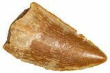 Serrated Raptor Tooth - Real Dinosaur Tooth #371416-1